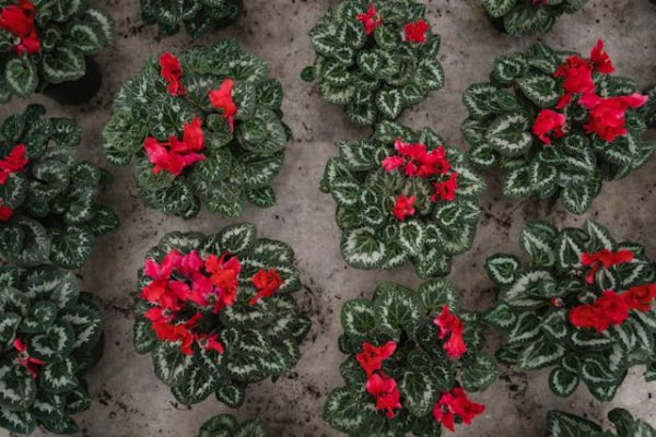 Winter Bedding Plants Orpington