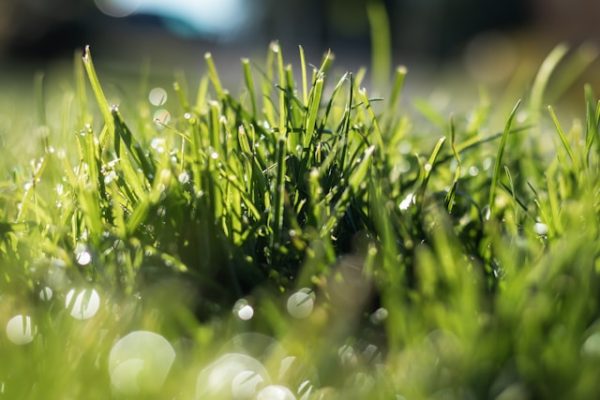 Lawn Scarification Orpington