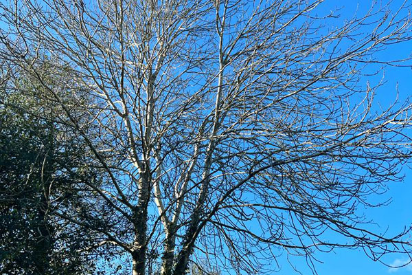 Tree Maintenance Orpington