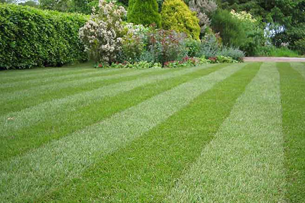 Lawn Care Orpington